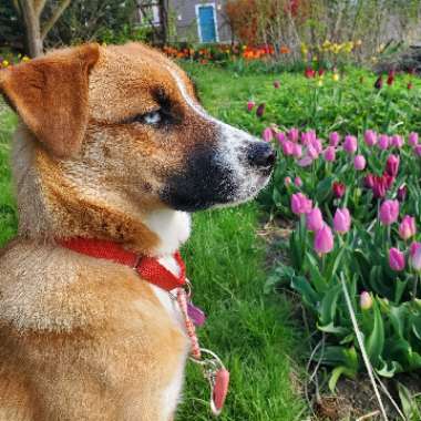 Tulipa