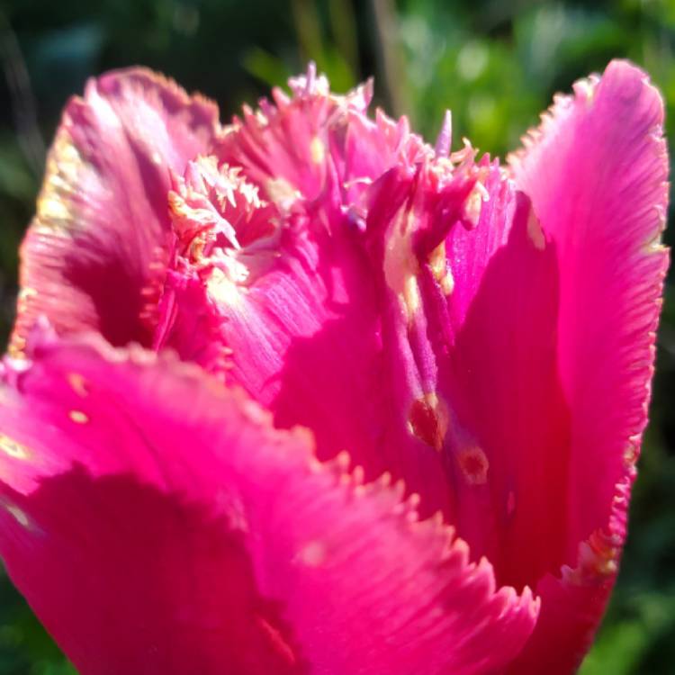 plant image 1662345 plant image 1662345