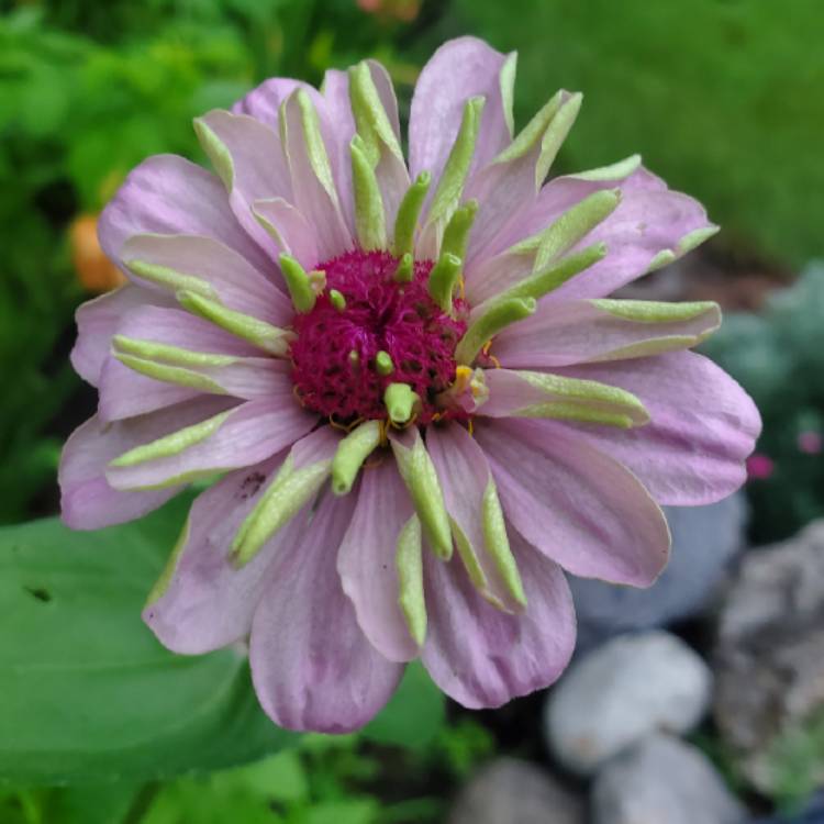 plant image 1677697