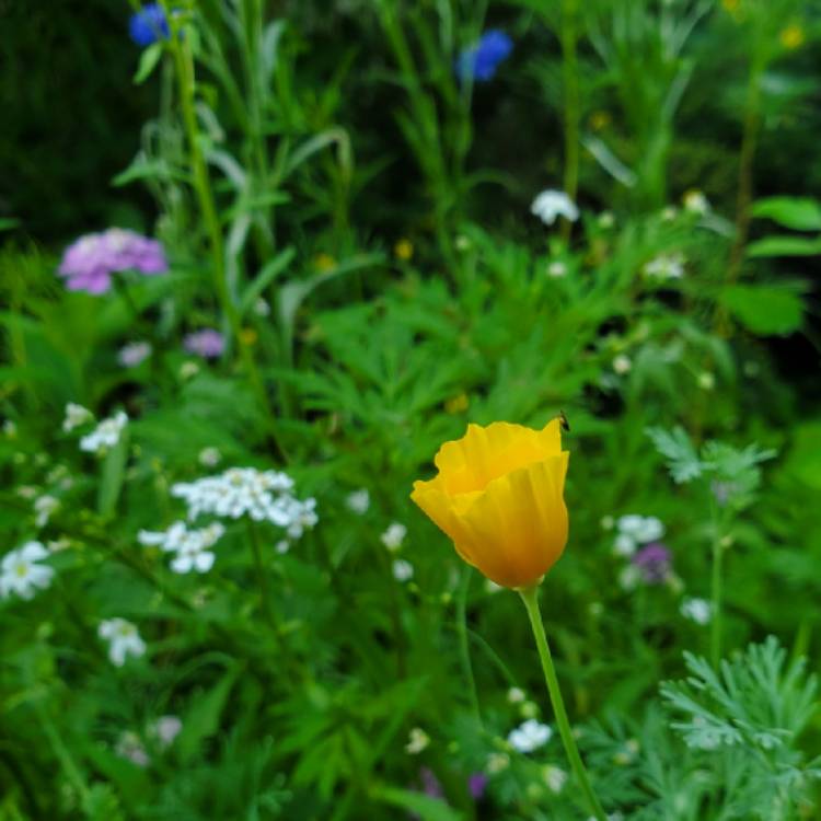 plant image 1678136 plant image 1678136