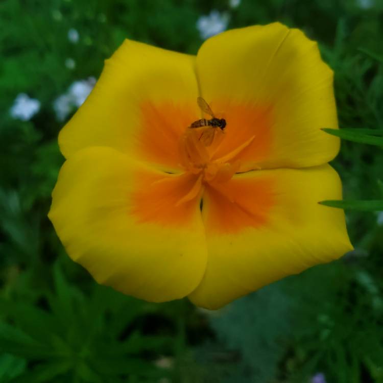 plant image 1678330 plant image 1678330