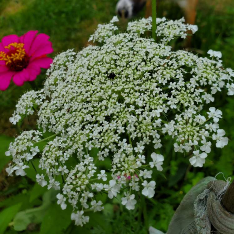 plant image 1679587 plant image 1679587