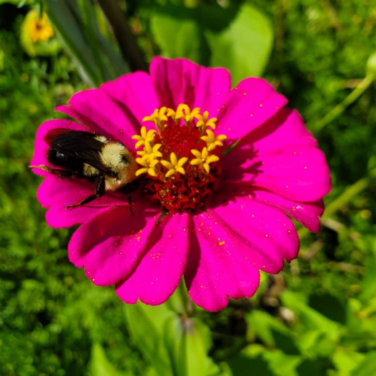 plant image 1680014 plant image 1680014
