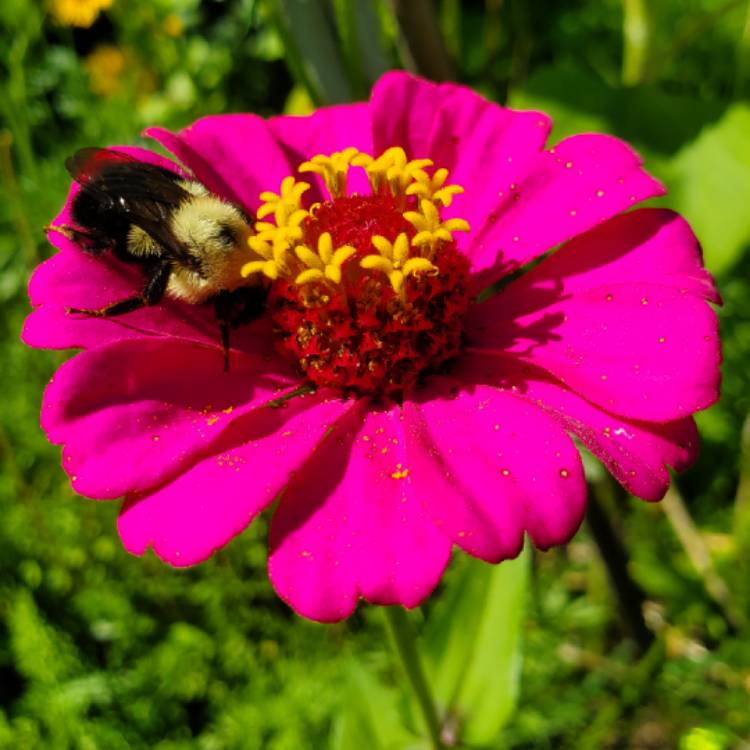plant image 1680343 plant image 1680343