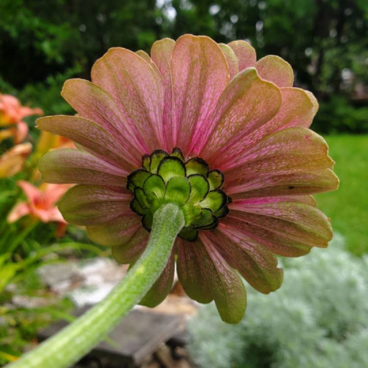 plant image 1680551 plant image 1680551