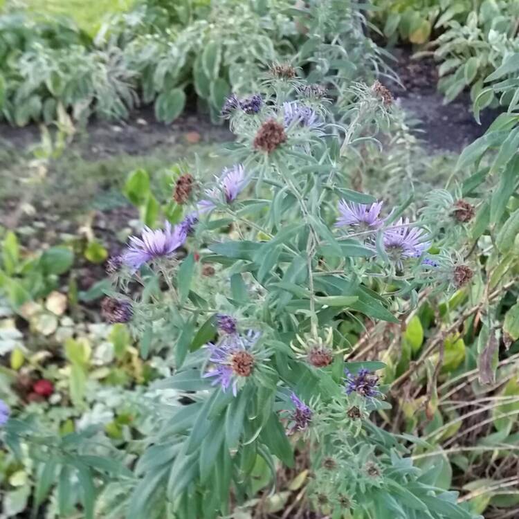 plant image 252882