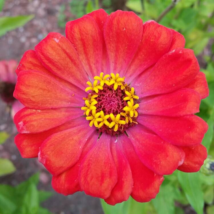 plant image 254944