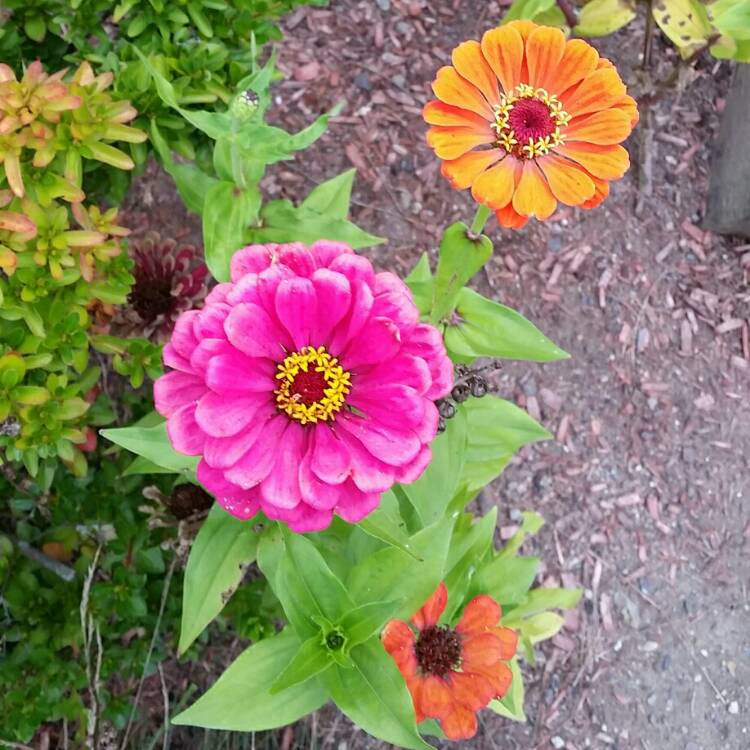 plant image 254946