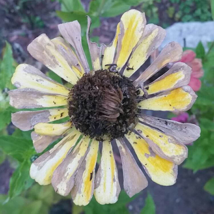 plant image 261515