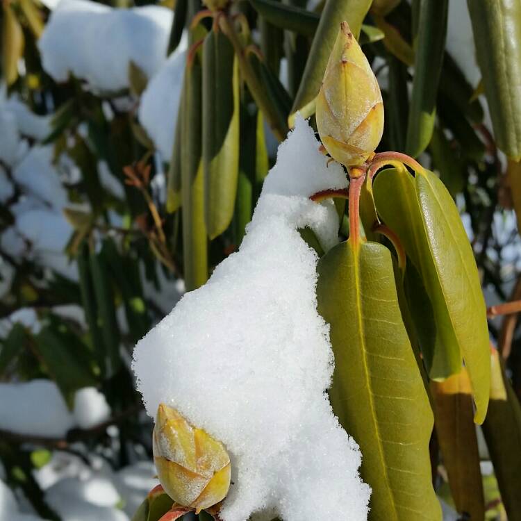 plant image 296660