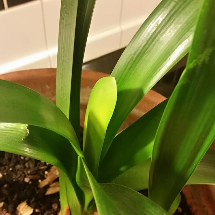 plant image 308447