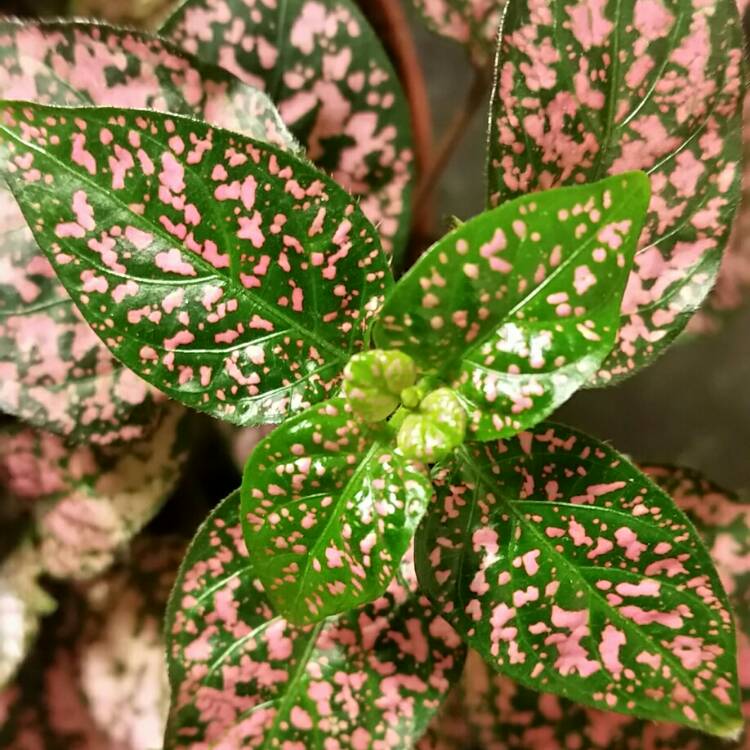 Hypoestes phyllostachya 'Pink Splash', Polka Dot Plant 'Pink Splash ...