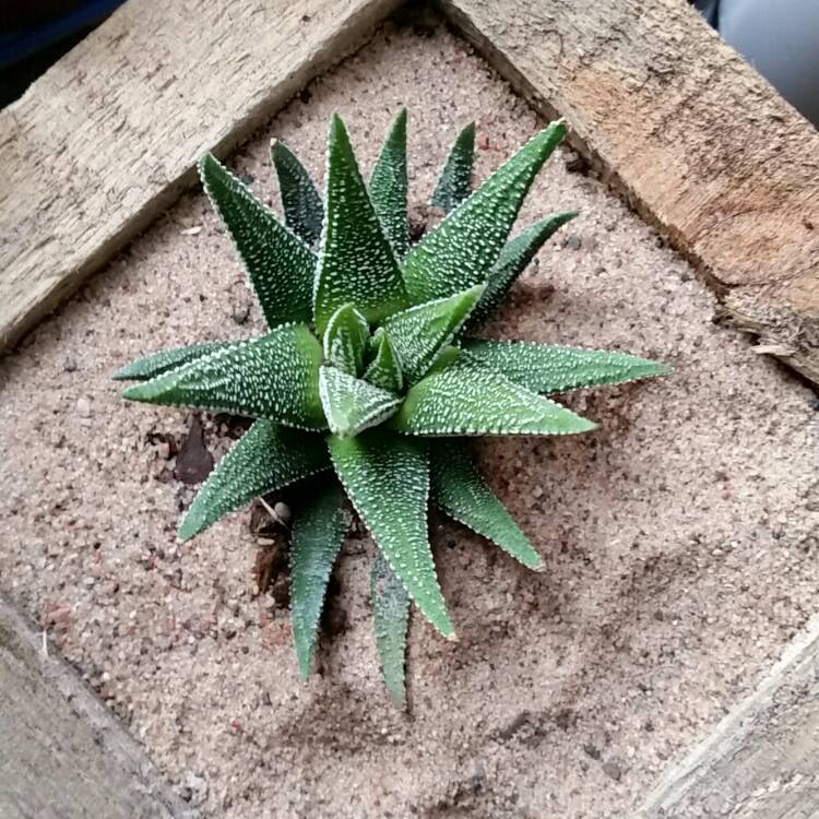 plant image 314393