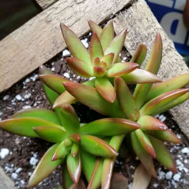 Sedum Adolphi