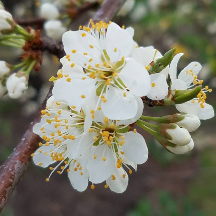 plant image 367329