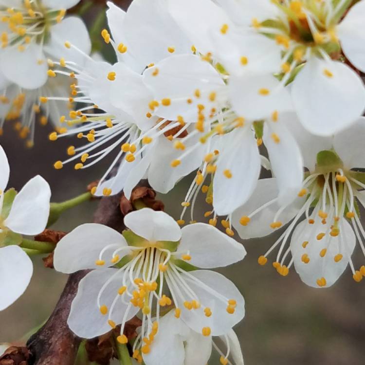 plant image 367330