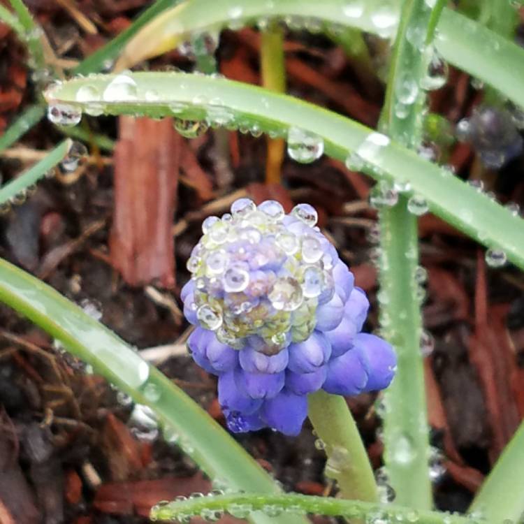 plant image 371760 plant image 371760