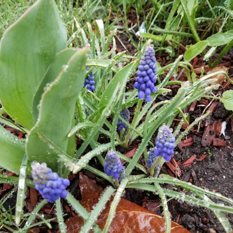 plant image 371761 plant image 371761