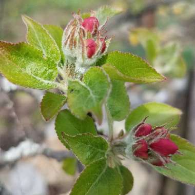 Malus domestica