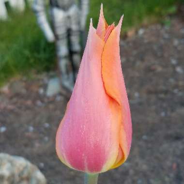 Tulipa 'Perestroyka'