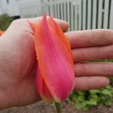Tulipa 'Perestroyka'