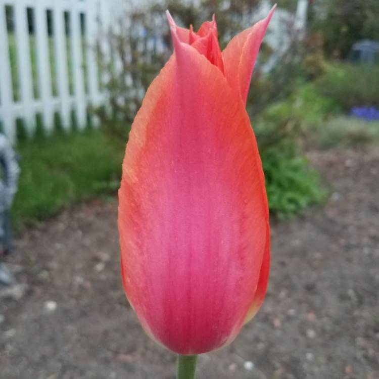 plant image 410350
