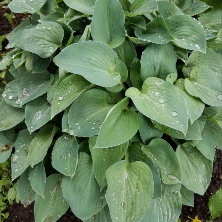 plant image 435431