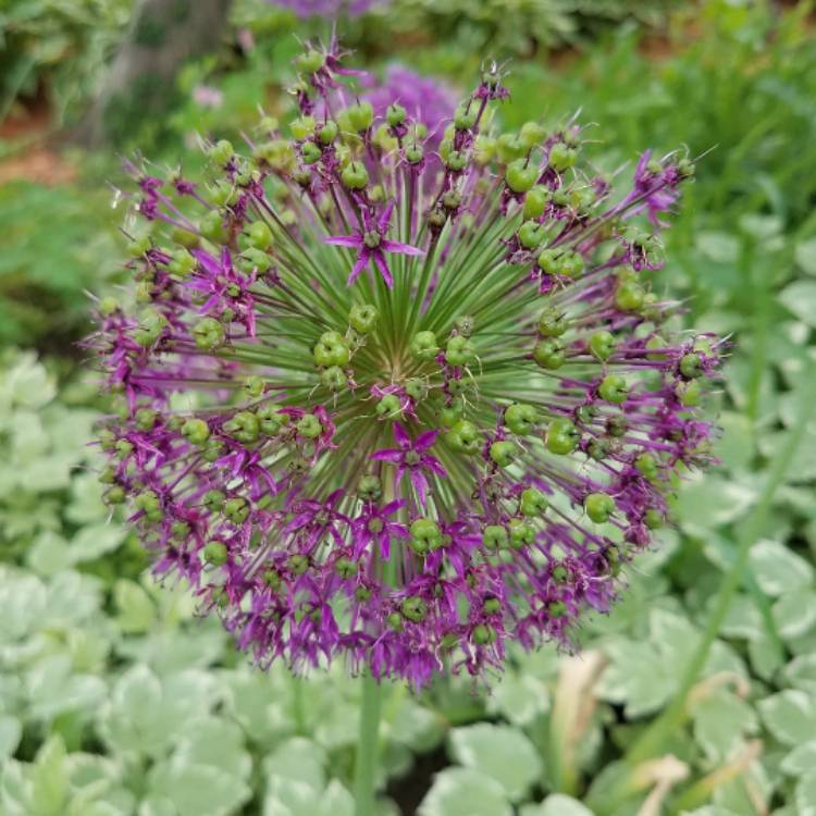plant image 437927 plant image 437927