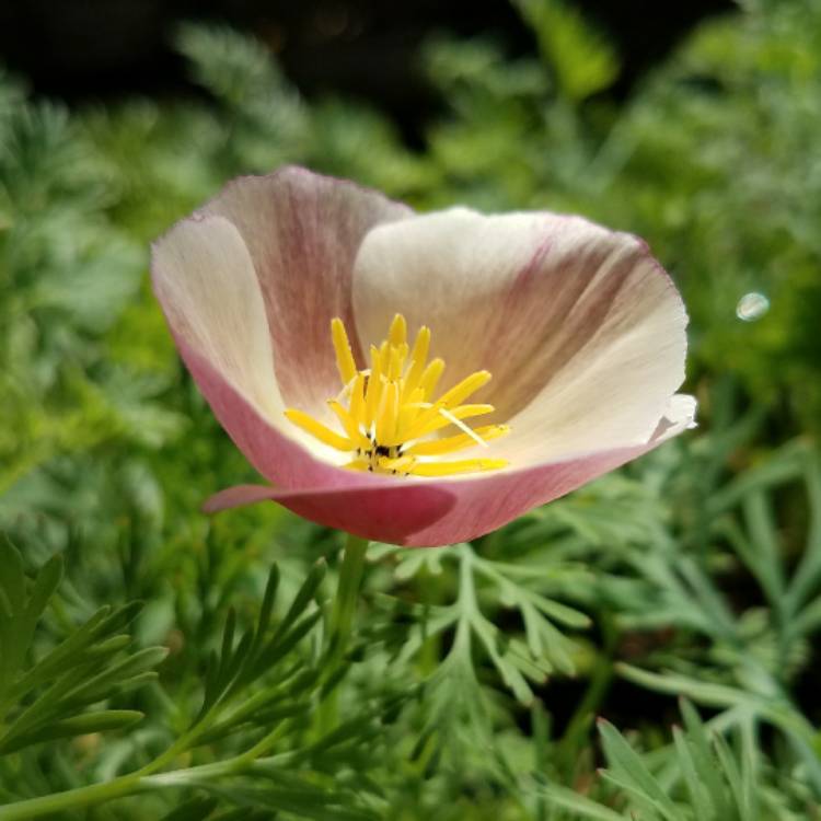 plant image 453114 plant image 453114