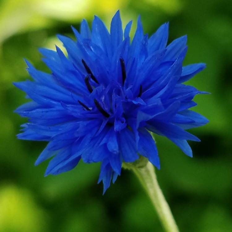 plant image 473125