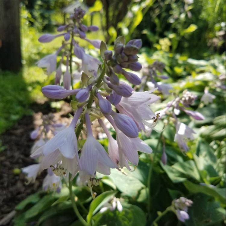 plant image 490633