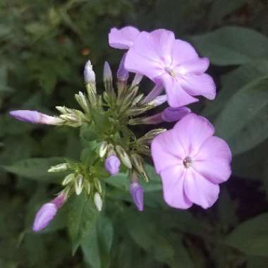 Phlox paniculata 'Blue Boy'