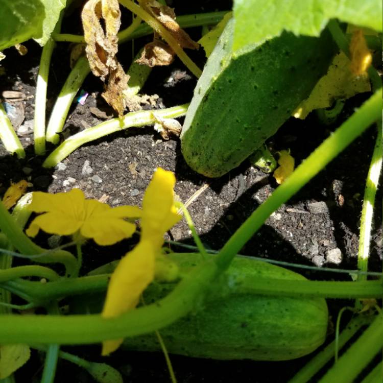 Plant image Cucumis sativus 'Boston Pickling'