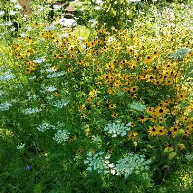 Daucus carota