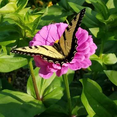 Zinnia elegans 'Purple Prince'