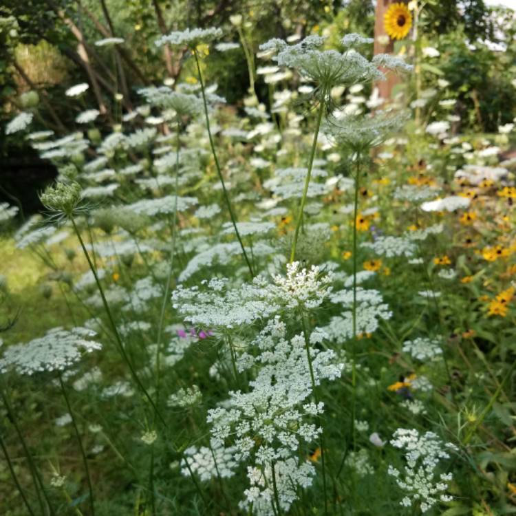 plant image 525956 plant image 525956