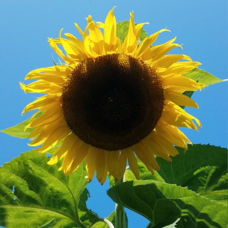 plant image 530176