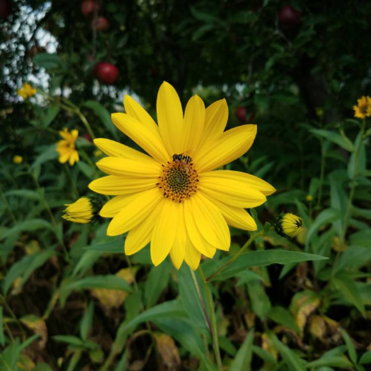 plant image 537228 plant image 537228