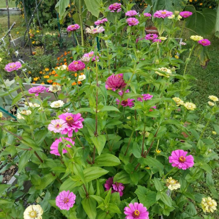 plant image 541532
