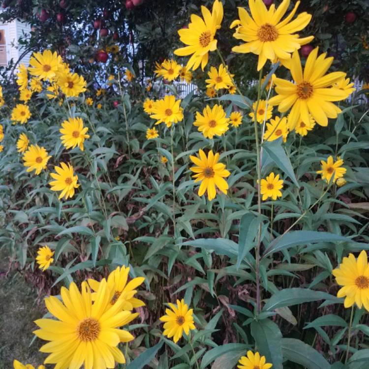 Plant image Heliopsis