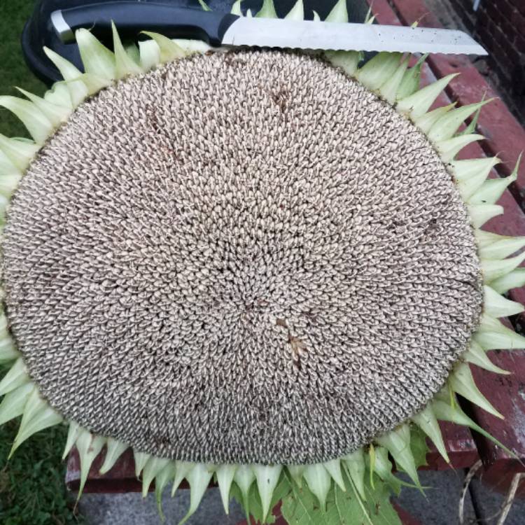 plant image 546555