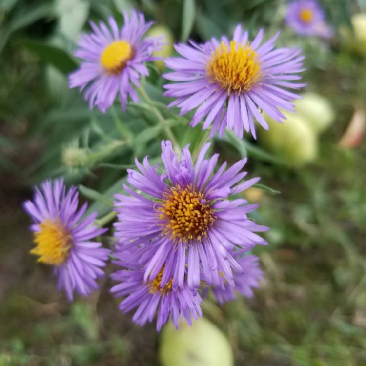 Plant image Aster novae-angliae 'Purple Dome'