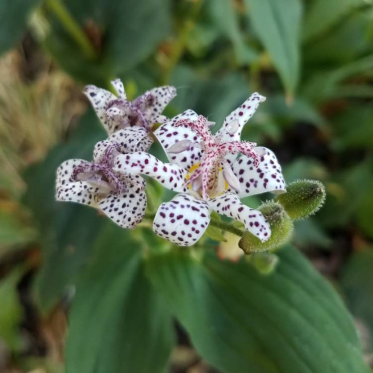 plant image 557810 plant image 557810