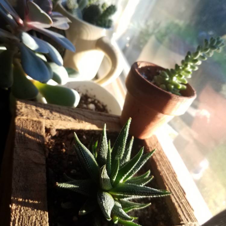 plant image 567128