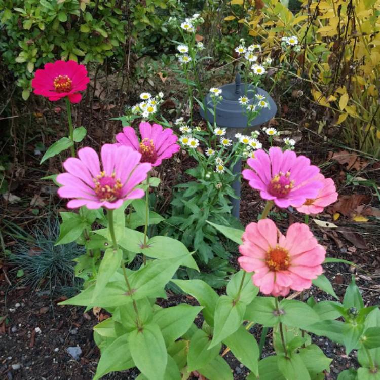 plant image 569924