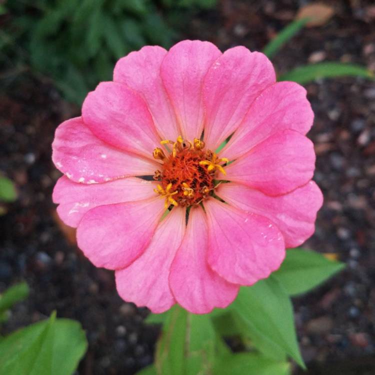 plant image 570462