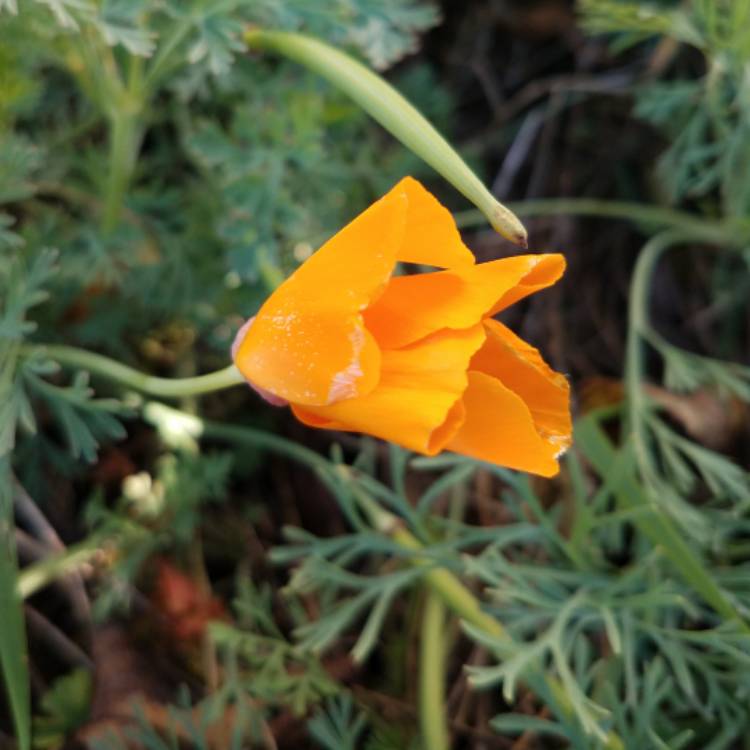 plant image 572836 plant image 572836
