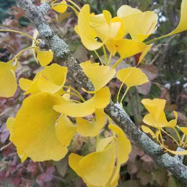 Ginkgo biloba