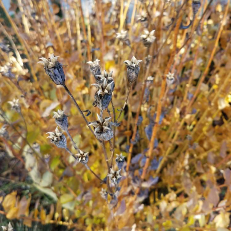 plant image 577269 plant image 577269