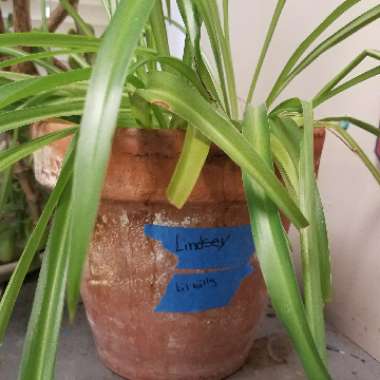 Chlorophytum comosum 'Bonnie'